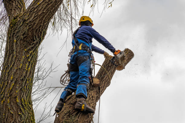 Large Tree Removal